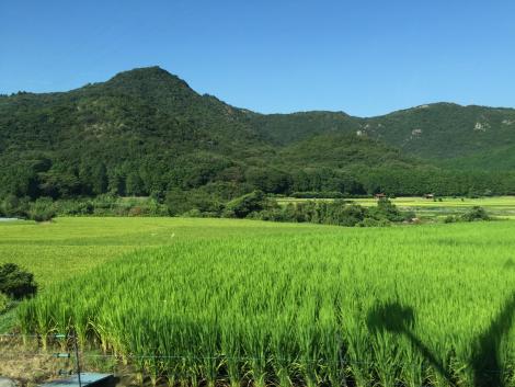 棚田