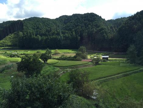 棚田